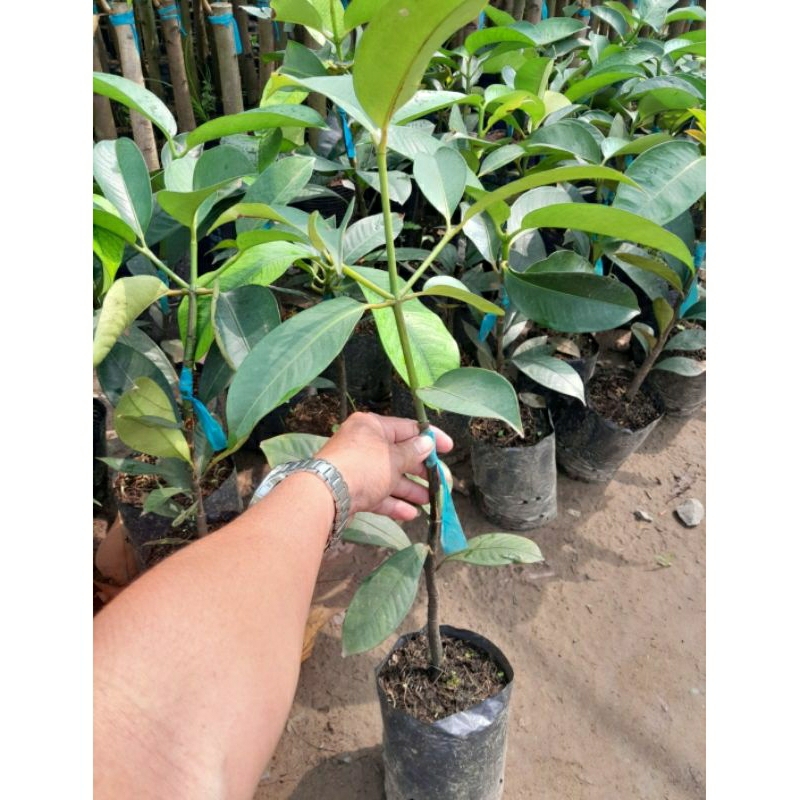 CÂY GIỐNG MĂNG CỤT THÁI - GHÉP