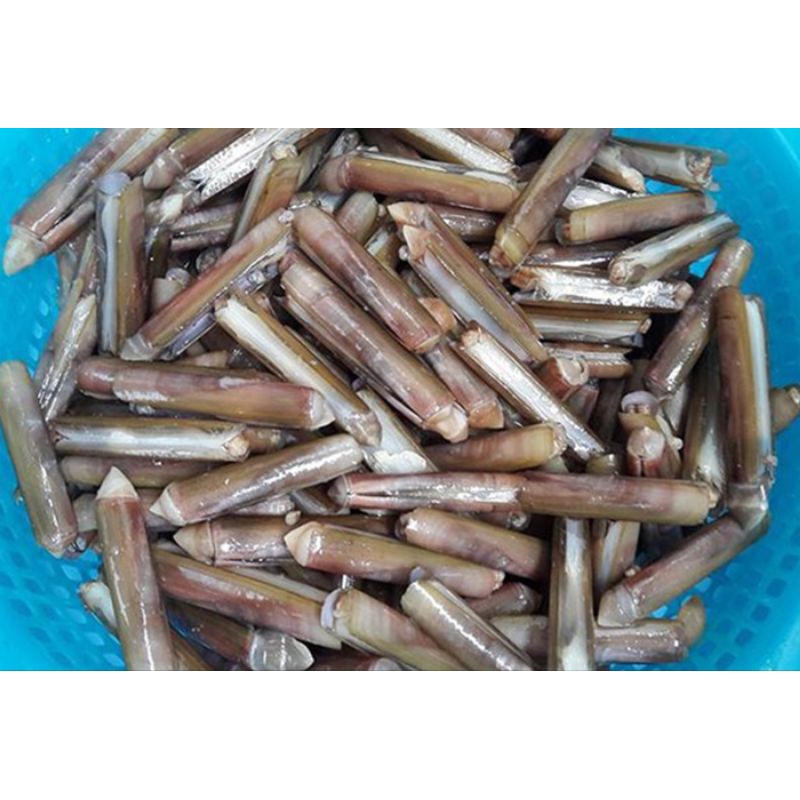ỐC MÓNG TAY 500G