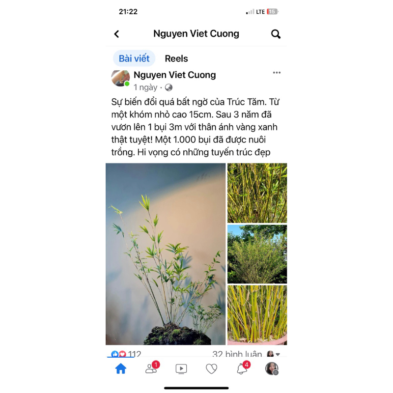 Cây trúc tăm, trúc chỉ, cây trúc mini trang trí sân vườn