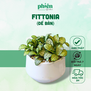 Cây Fittonia Lá May Mắn, Cây Cẩm Nhung Để Bàn Kèm Chậu Gốm Cực Xinh