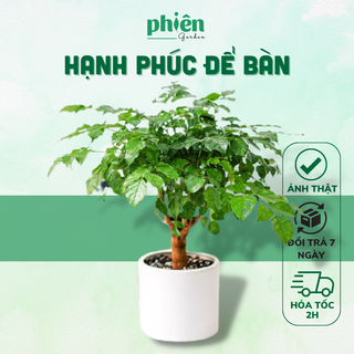 Cây Hạnh Phúc Để Bàn Kèm Chậu Gốm Trang Trí Phong Thủy