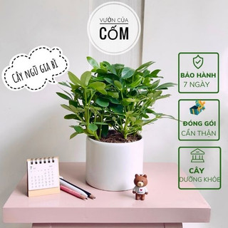 Châu cây ngũ gia bì kết hợp cùng chậu sứ trắng . Cây có khả năng đuổi muỗi rất tốt và mang lai phong thủy tài lộc .