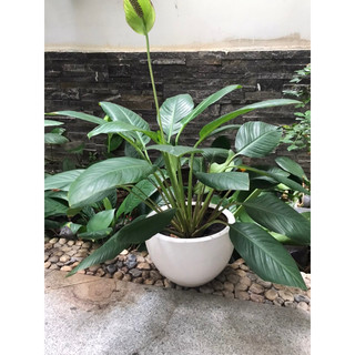 Đất hữu cơ, đất sạch trồng rau, cây cảnh