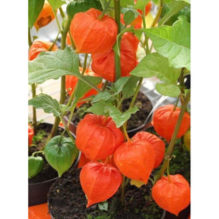Hạt giống cây tầm bóp lùn