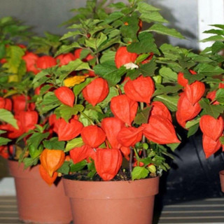Hạt Giống Cây Tầm Bóp Lùn(thù lù Nam Mỹ)