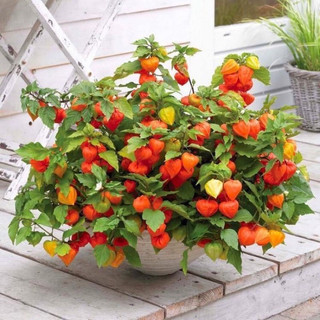 Hạt Giống Cây Tầm Bóp Lùn(thù lù Nam Mỹ)