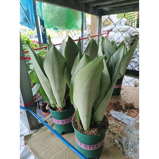 Chậu cây lưỡi hổ bạc, lưỡi hổ bạch kim để bàn