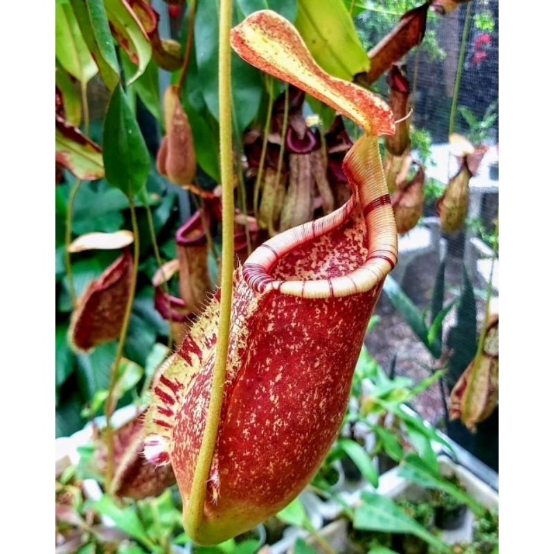cây nắp ấm N. Ventricosa x rafflesiana
