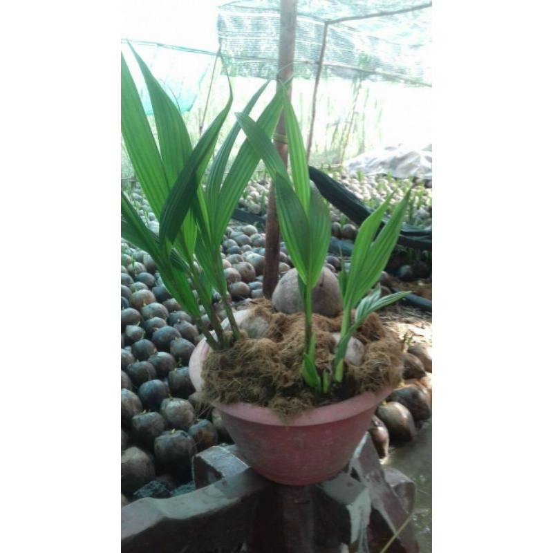 Combo 2 dừa 2 mộng y hình