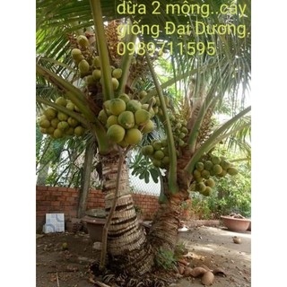 Combo 2 dừa 2 mộng y hình