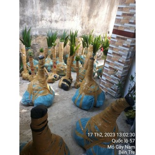 Combo 2 dừa 2 mộng y hình
