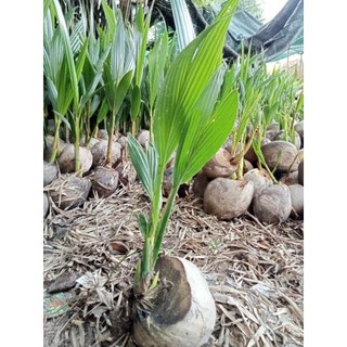 Combo 2 dừa 2 mộng y hình
