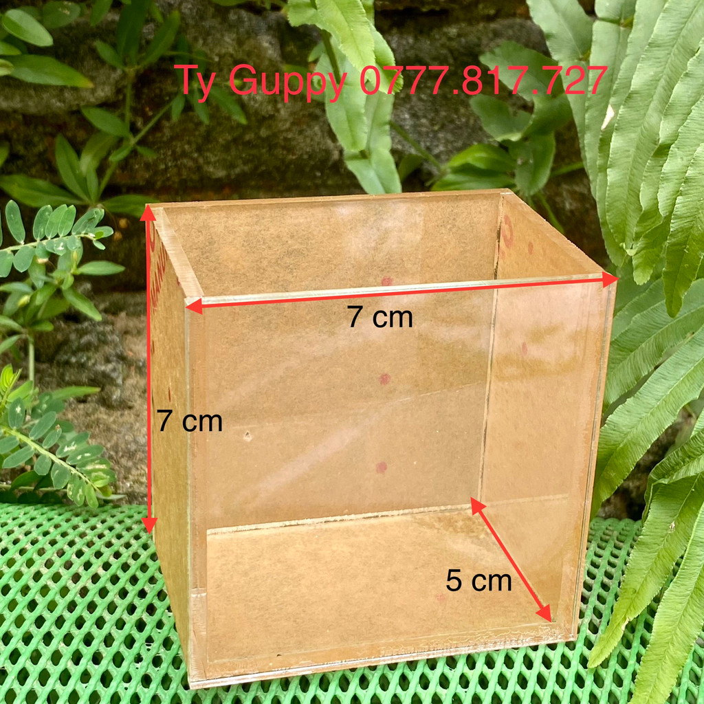Hồ show cá siêu trong/ keo show Guppy Betta/ bể mini acrylic - 7x5x7 cm
