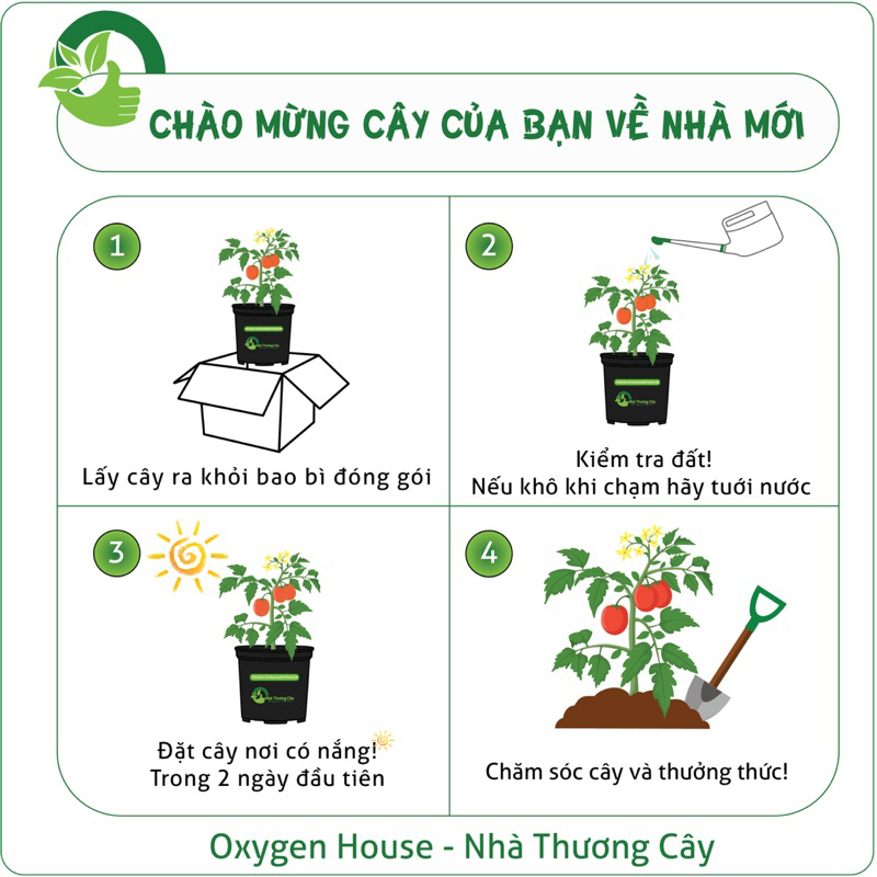 Phúc bồn tử đỏ| Cây mâm xôi đỏ| Cây ăn trái