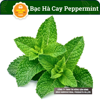 Hạt giống cây bạc hà - bạc hà cay peppermint, dễ trồng - nông sản vàng