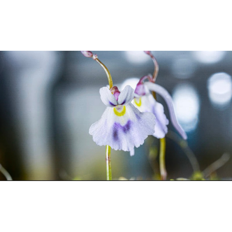 cỏ giấy Sandersonii (blue), utricularia Sandersonii (blue)