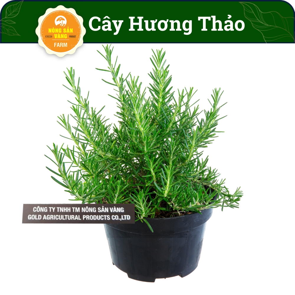 Hạt giống Cây Rosemary (Cây Hương Thảo) Mùi Hương Cực Thơm, Phòng Thủy Tại Bàn Làm Việc (Gói 15 Hạt) - Nông Sản Vàng