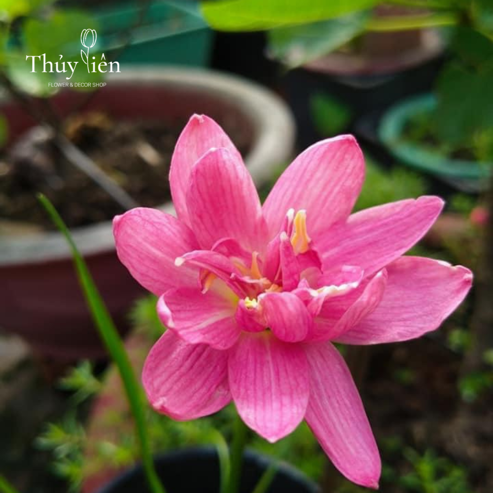 5 củ Hoa huệ mưa  nhập ngoại loại lai hoa đẹp, màu sáng, nhiều hoa, dễ chăm sóc