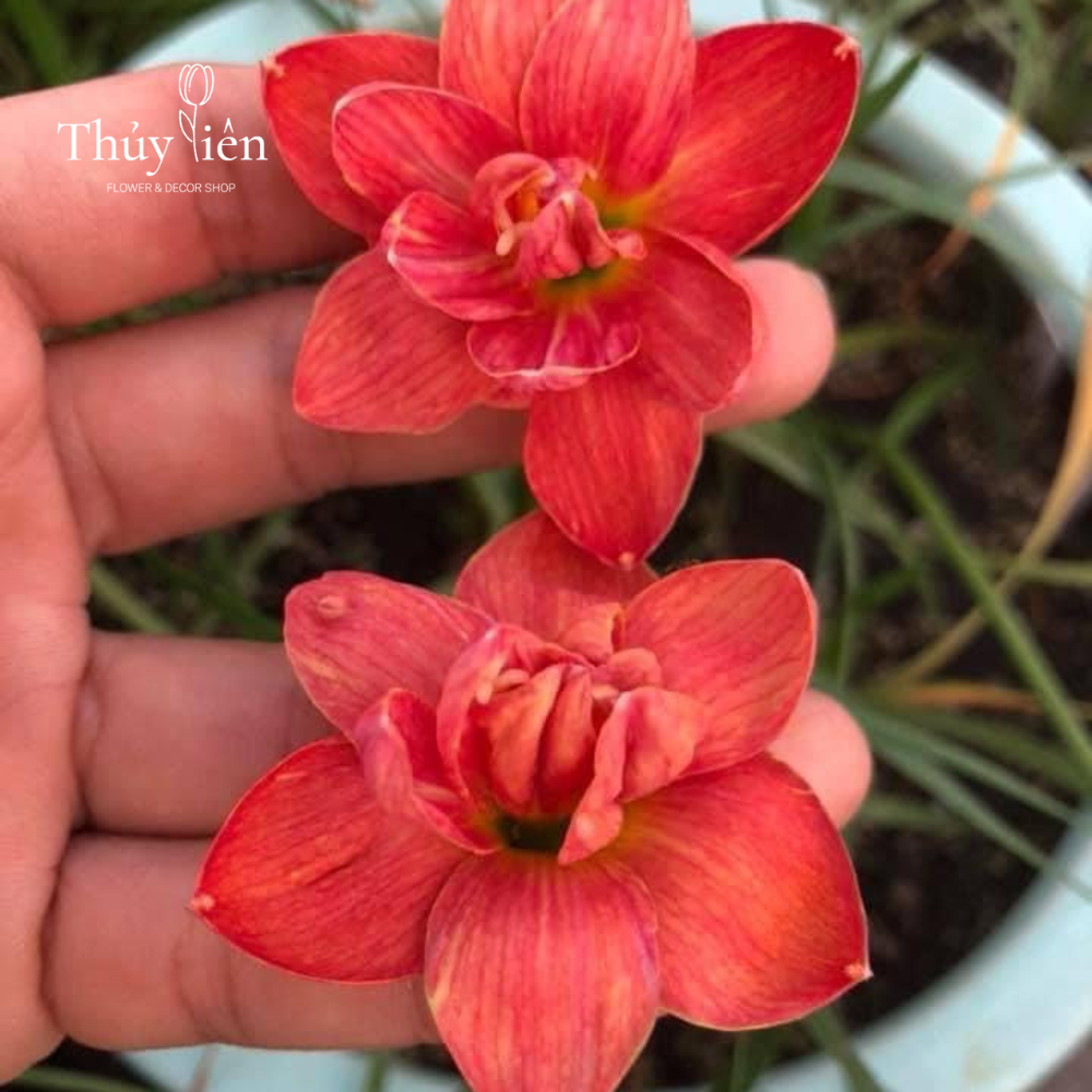 5 củ Hoa huệ mưa  nhập ngoại loại lai hoa đẹp, màu sáng, nhiều hoa, dễ chăm sóc