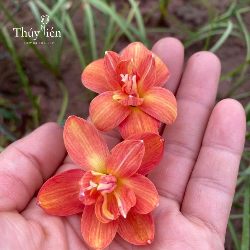 5 củ Hoa huệ mưa  nhập ngoại loại lai hoa đẹp, màu sáng, nhiều hoa, dễ chăm sóc