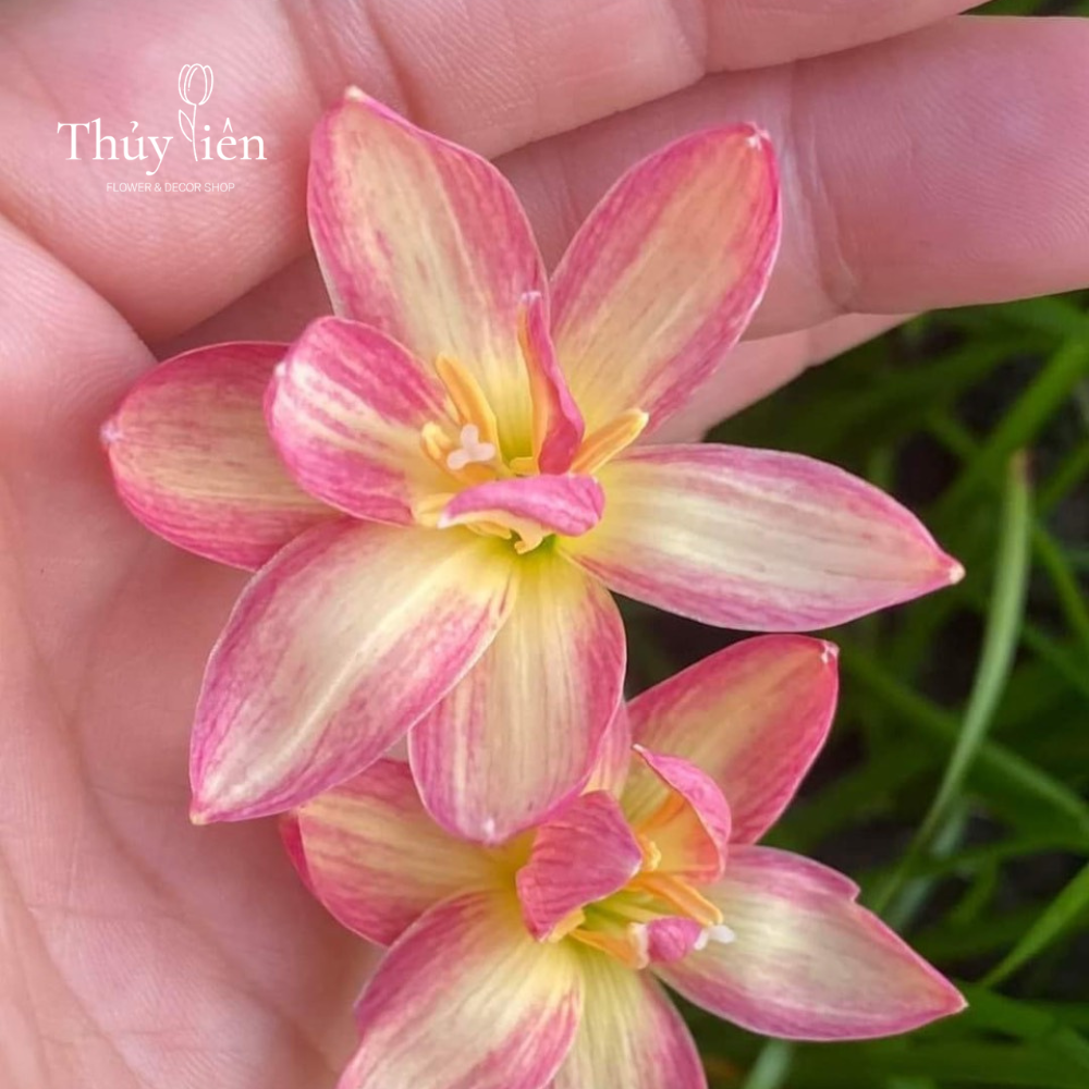 5 củ Hoa huệ mưa  nhập ngoại loại lai hoa đẹp, màu sáng, nhiều hoa, dễ chăm sóc