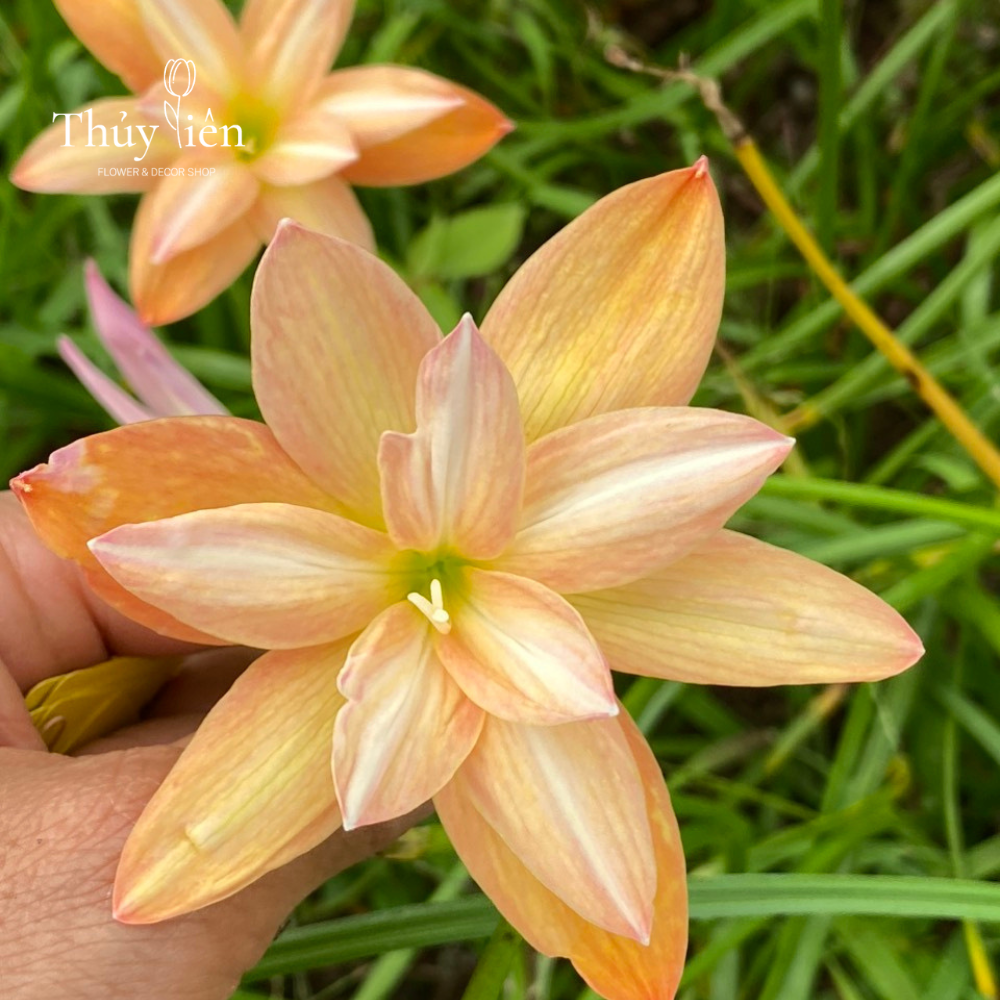 5 củ Hoa huệ mưa  nhập ngoại loại lai hoa đẹp, màu sáng, nhiều hoa, dễ chăm sóc