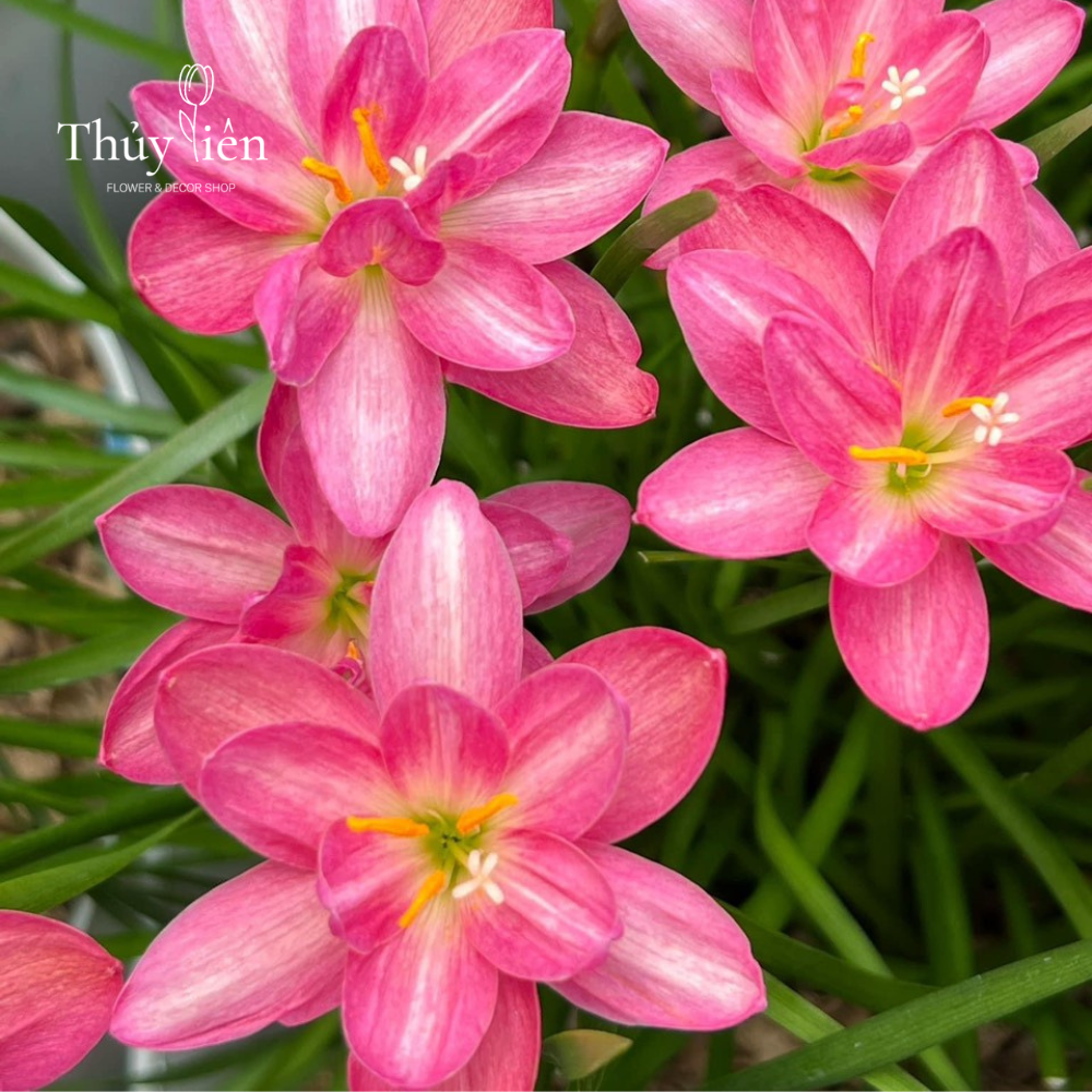 5 củ Hoa huệ mưa  nhập ngoại loại lai hoa đẹp, màu sáng, nhiều hoa, dễ chăm sóc