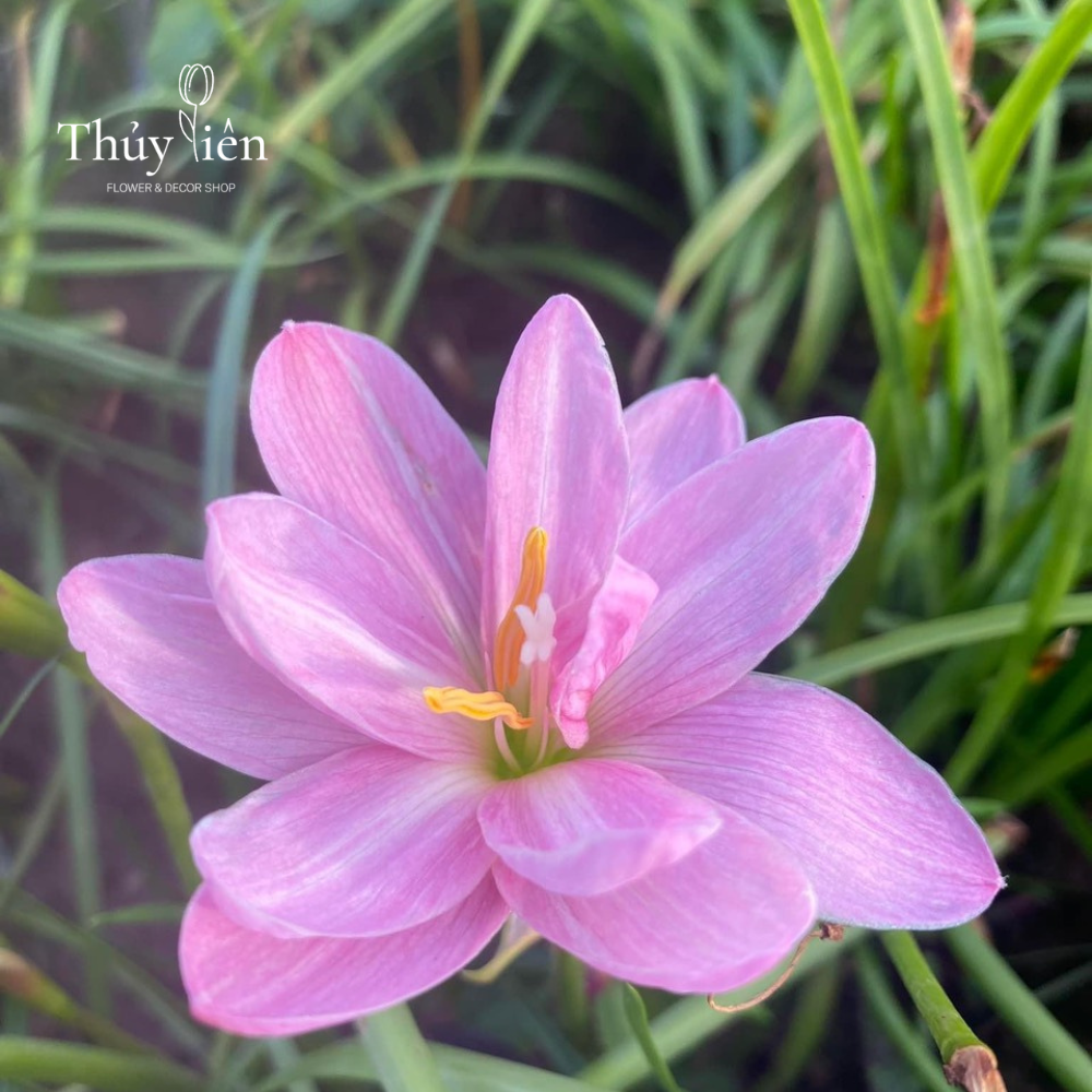 5 củ Hoa huệ mưa  nhập ngoại loại lai hoa đẹp, màu sáng, nhiều hoa, dễ chăm sóc