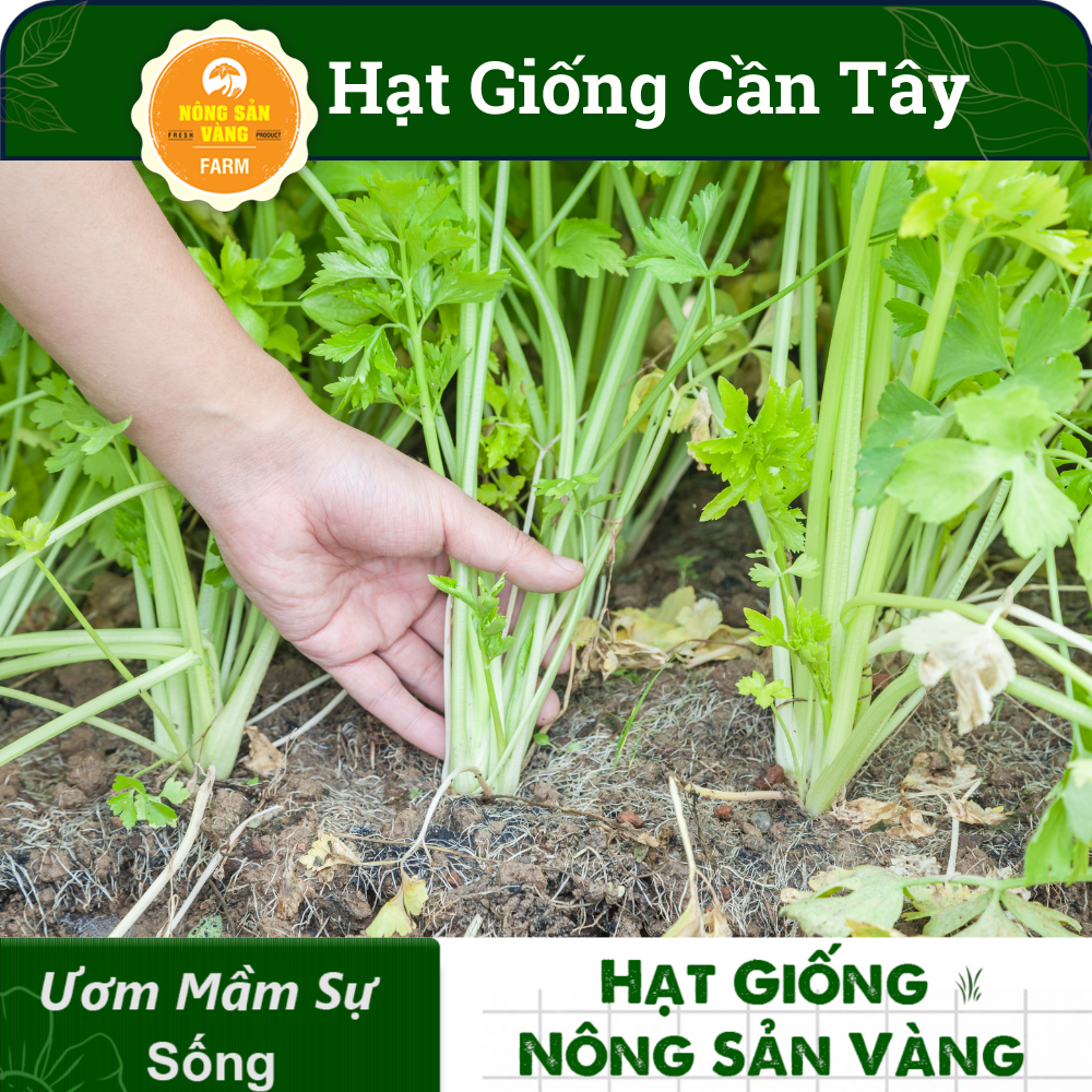 [HCM]Hạt giống Rau Cần Tây Ưa Thích Nhiệt Độ Và Độ Ẩm Mát Mẻ Năng Suất Cao (Gói 5 Gram) - Nông Sản Vàng