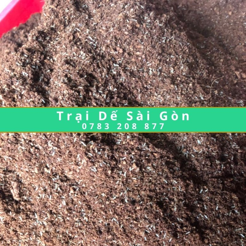 Tr ung d.e men thái vàng (48h) thức ăn gà, chim cá cảnh, thú cưng, bò sát.. kèm giấy HD nuôi