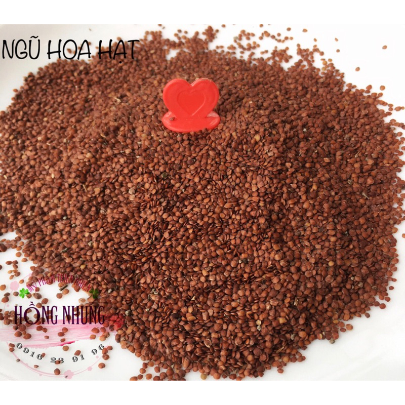 Sỉ 1kg NGŨ HOA HẠT TO, SẠCH á