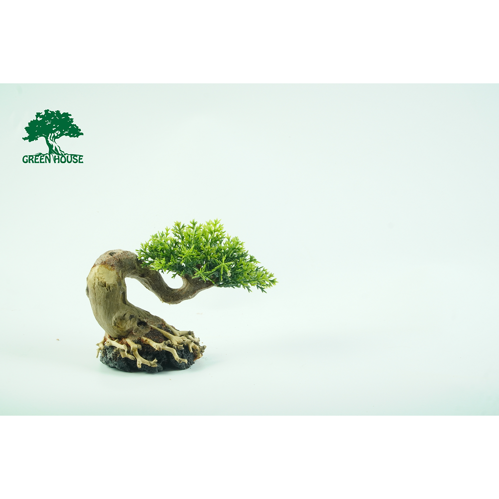 Lũa cho hồ 20 x20, hồ Cubic