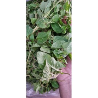 Lá oregano tươi Đà Lạt (50gr)