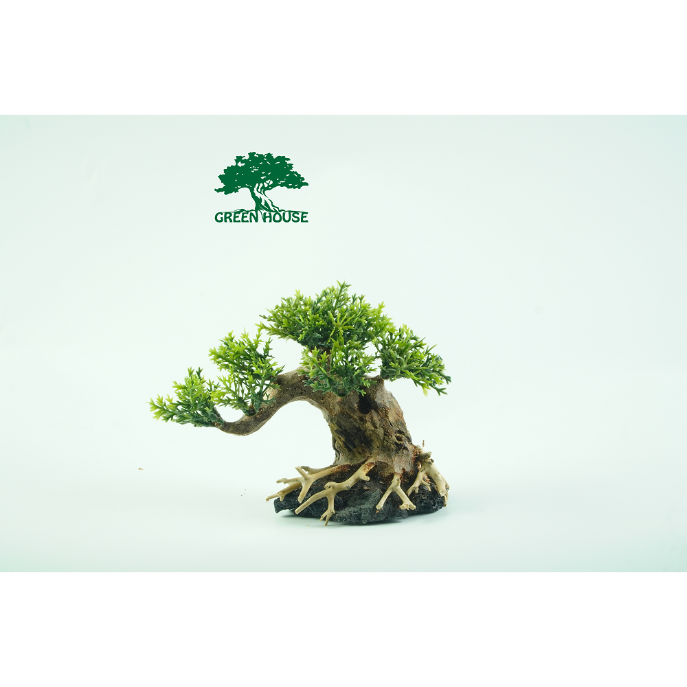 Lũa cho hồ 20 x20, hồ Cubic