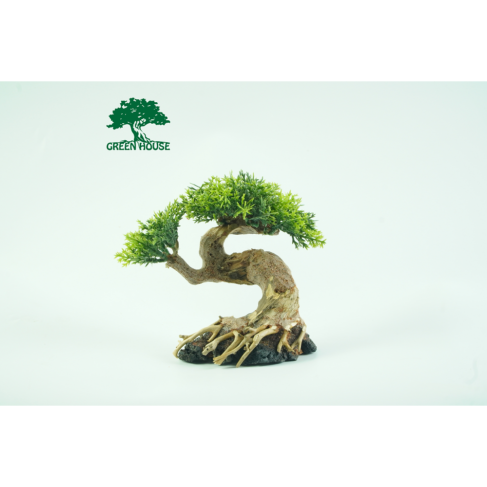 Lũa cho hồ 20 x20, hồ Cubic
