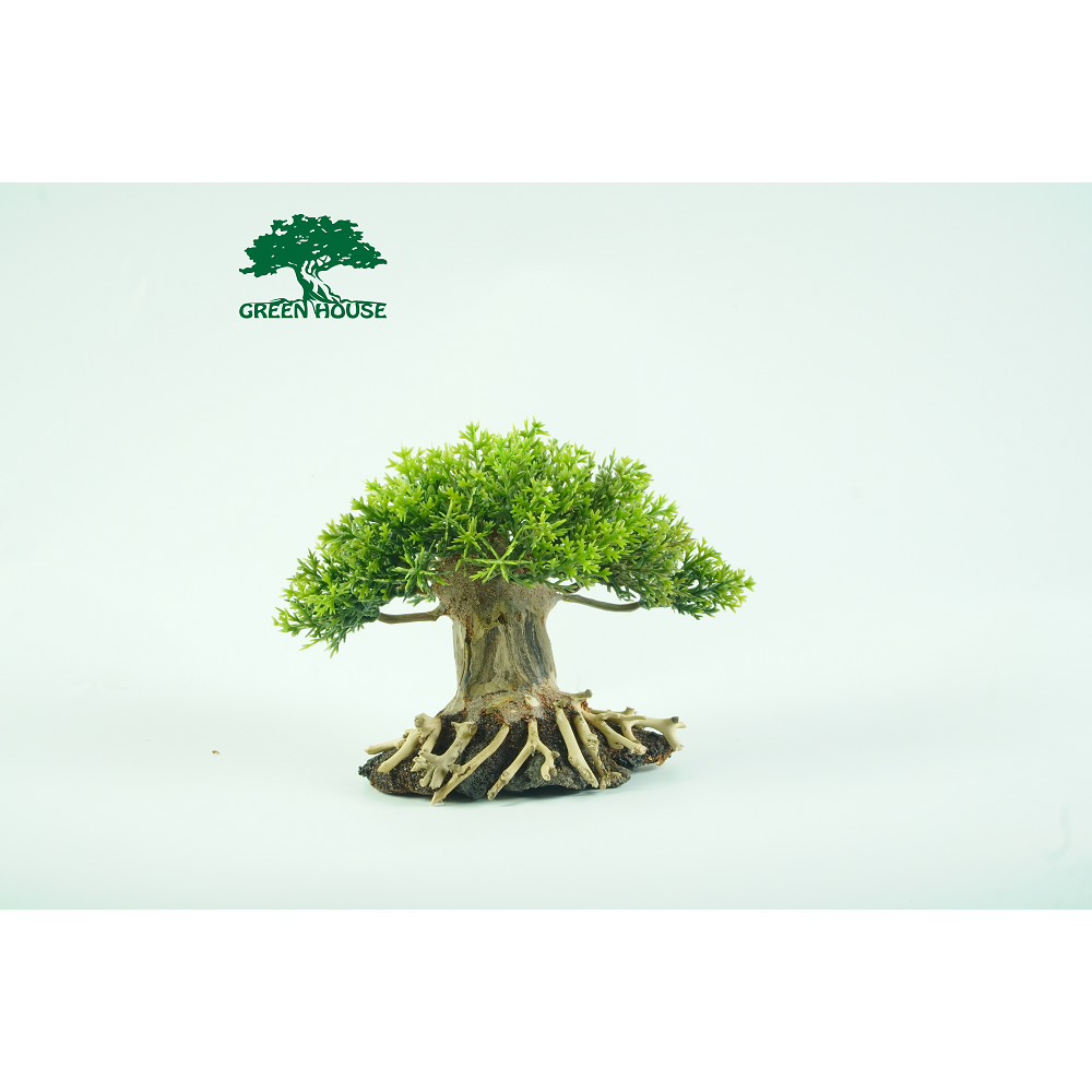Lũa cho hồ 20 x20, hồ Cubic