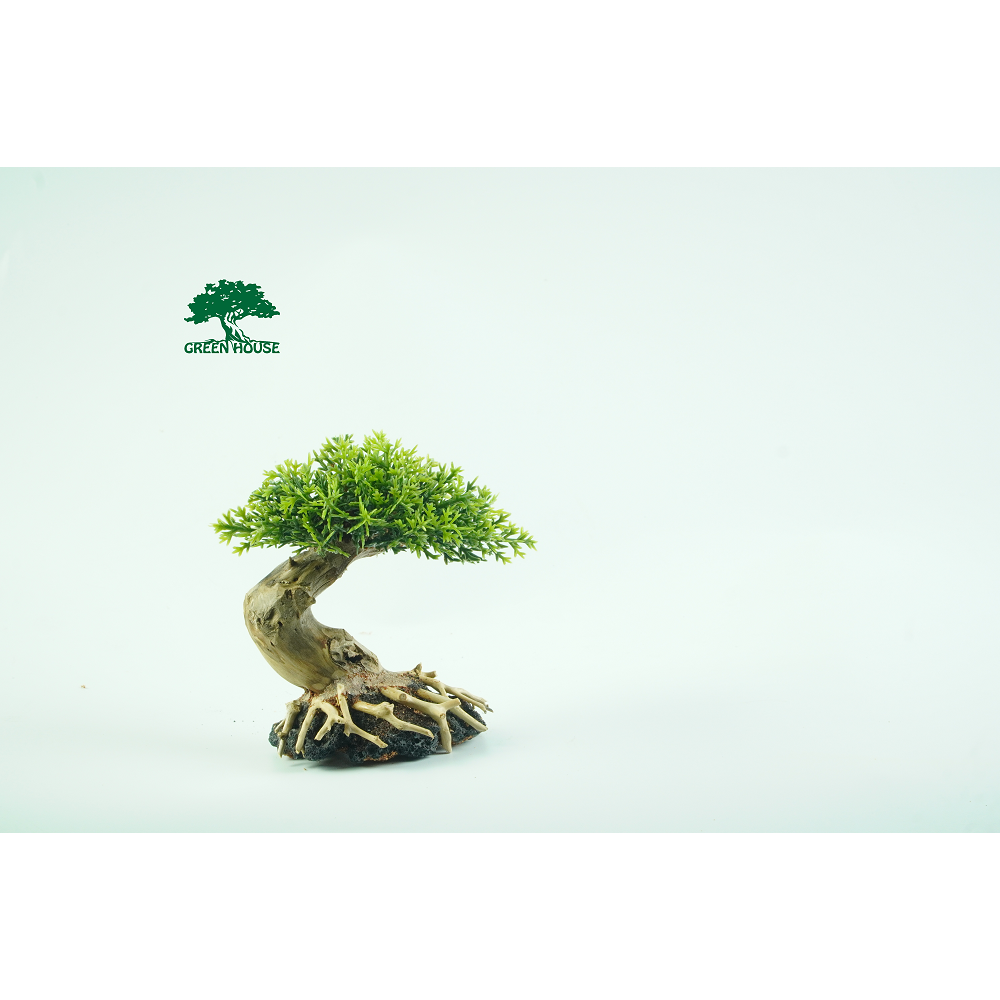 Lũa cho hồ 20 x20, hồ Cubic