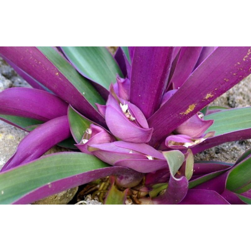 Combo 10 cây lẻ bạn/ cây sò huyết