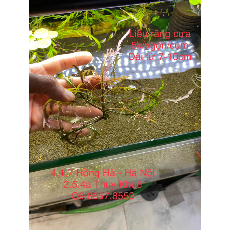 Liễu răng cưa lá nước