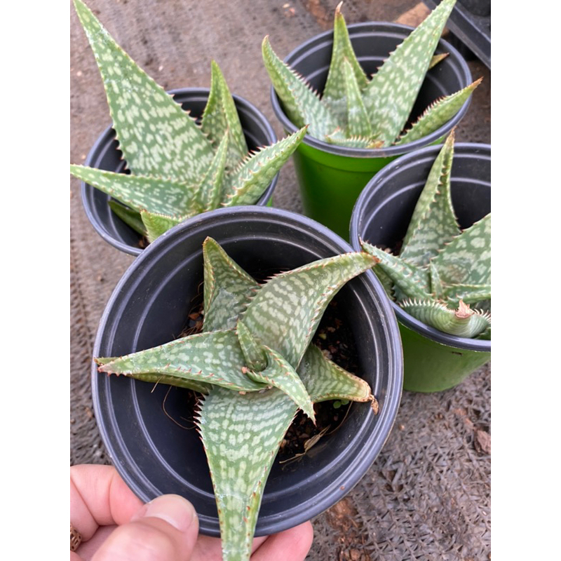 cây sen đá nha đam trắng aloe trắng size chậu 8cm