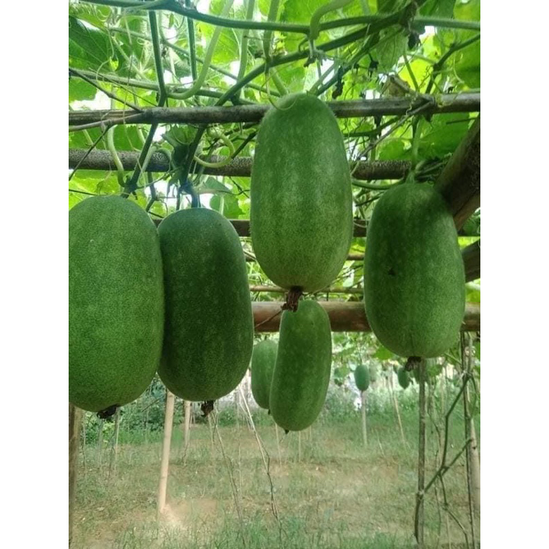 Bí xanh Bắc Kạn - Bí thơm Bắc Kạn (quả 2kg)