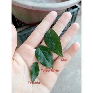 Cây Nho thân gỗ 12 vụ - nho đỏ (30-40cm)