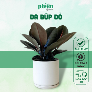 Cây Đa Búp Đỏ để bàn kèm chậu gốm tráng men