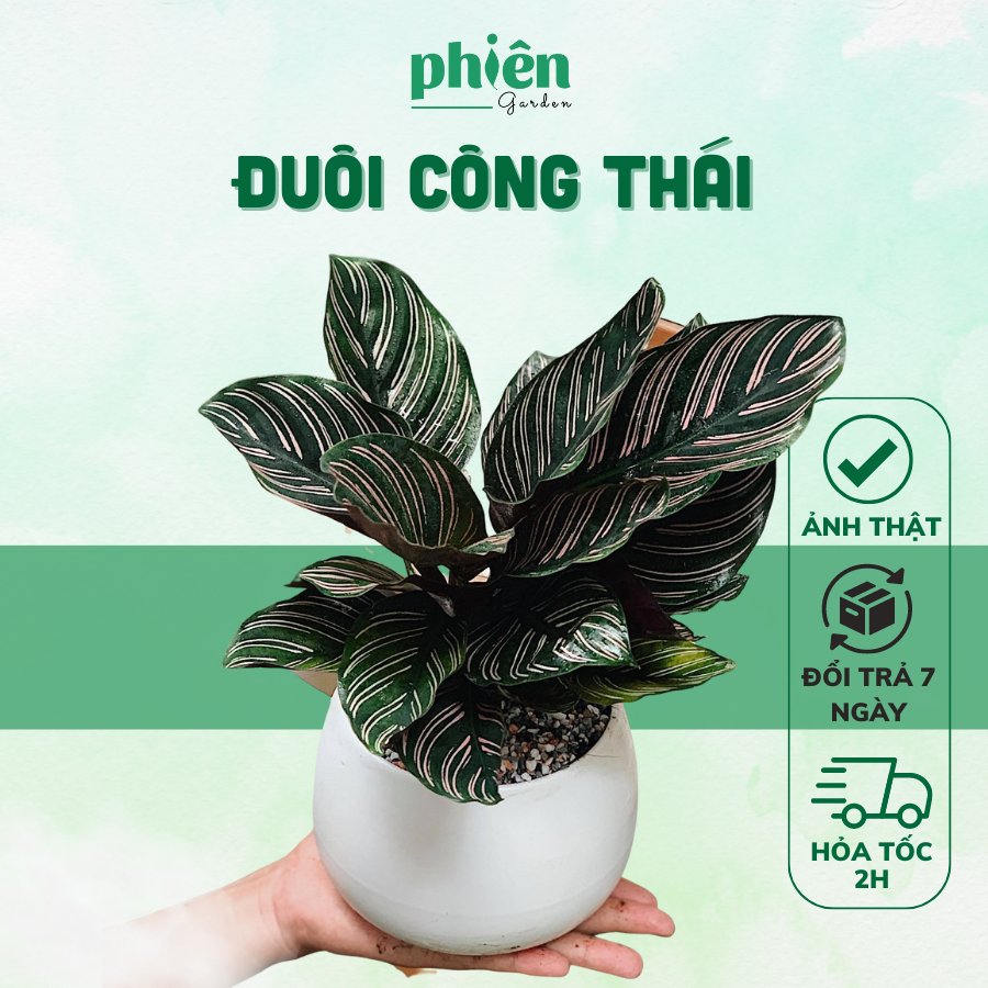 Cây Đuôi Công Thái Calathea ornata để bàn kèm chậu gốm tráng men