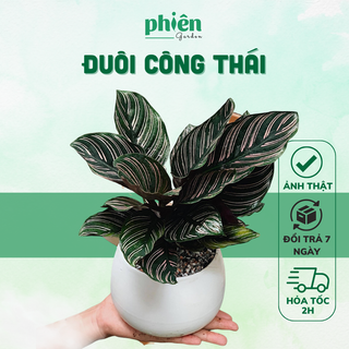 Cây Đuôi Công Thái Calathea ornata để bàn kèm chậu gốm tráng men