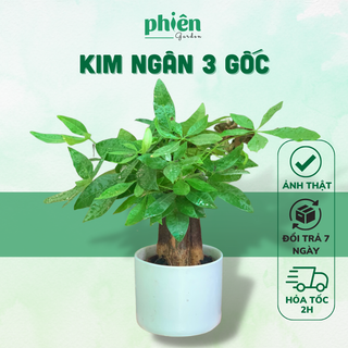 Cây Kim Ngân 3 Gốc để bàn kèm chậu gốm tráng men