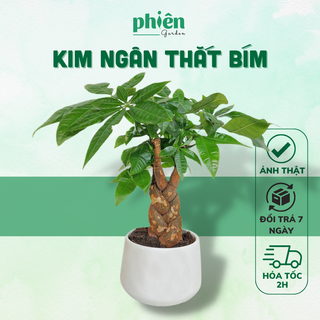 Cây Kim Ngân thắt bím, Kim Ngân nơ để bàn kèm chậu gốm tráng men