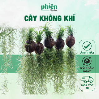Cây Không Khí Tóc Tiên, Kim Yến Tillandsia Usneoides