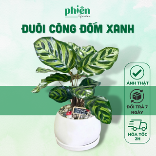 Cây Đuôi Công Đốm Xanh Calathea Makoyana Để Bàn Decor Không Gian