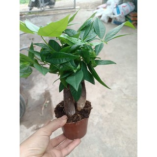 Cây kim ngân 3 thân chậu đỏ